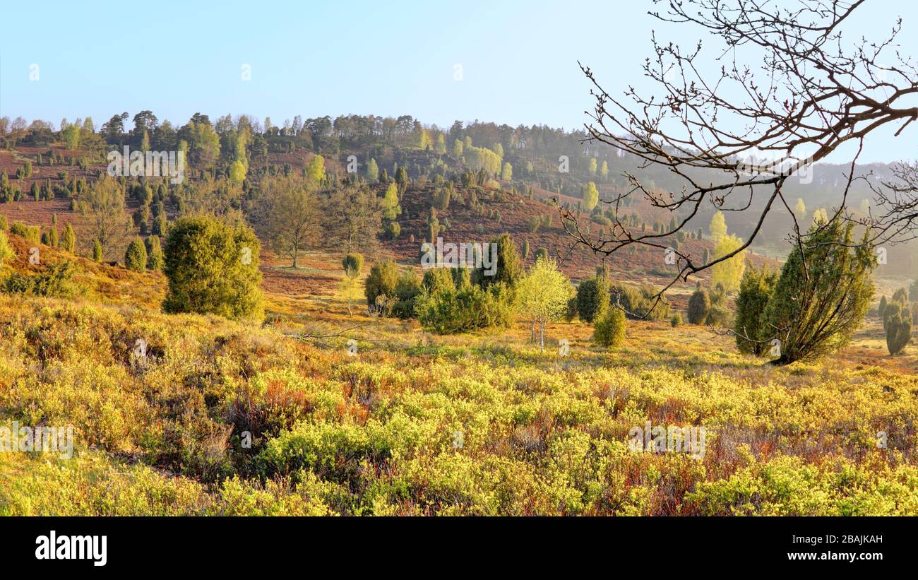 Landmark "Totengrund" im Frühjahr, Naturpark Heide (Naturschutzgebiet), Norddeutschland Stockfoto