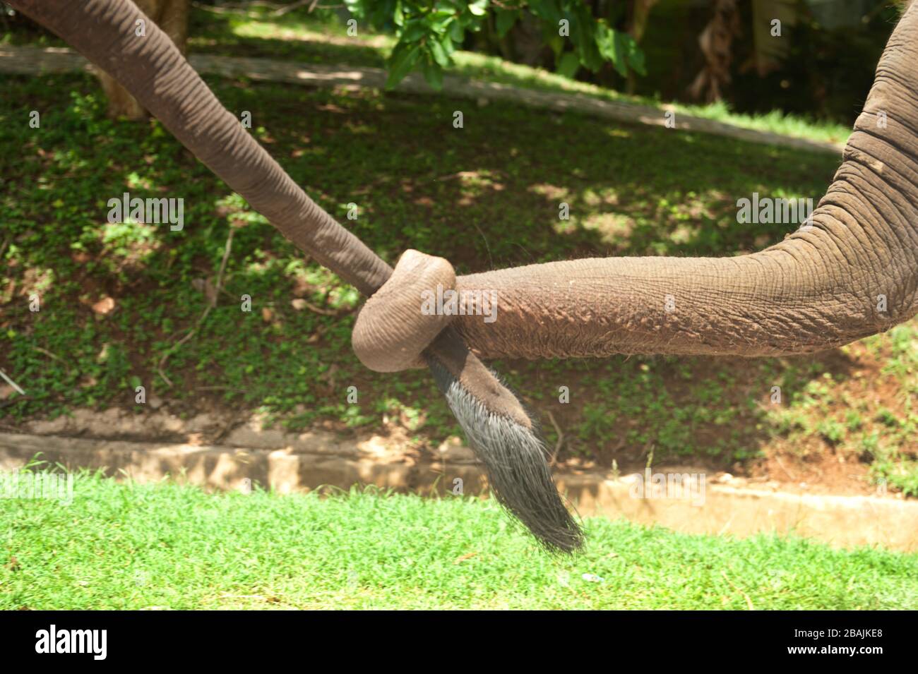 Thailändische Elefanten hängen mit einer türkei am Schwanz des Vorderelefanten. In der Provinz Lamphang im Norden Thailands. Stockfoto