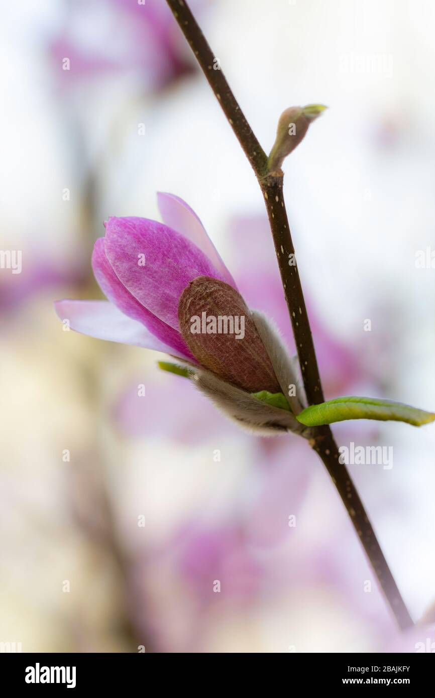 Bud of a Star magnolia (Magnolia stellata, Sternmagnolie), lüneburgische Heide, Norddeutschland Stockfoto