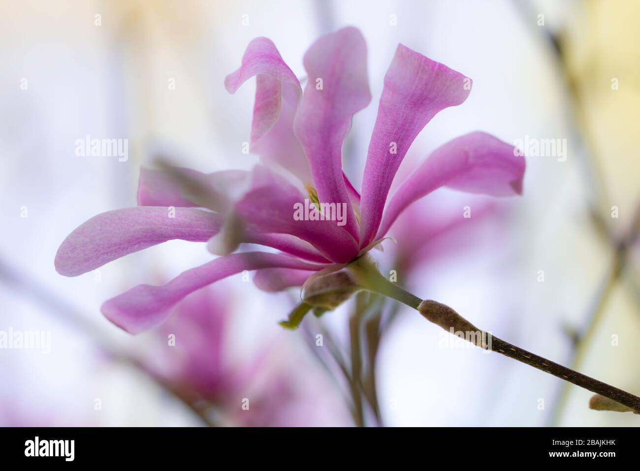 Schöne stern-magnolie (Magnolia stellata, Sternmagnolie), lüneburgische Heide, Norddeutschland Stockfoto