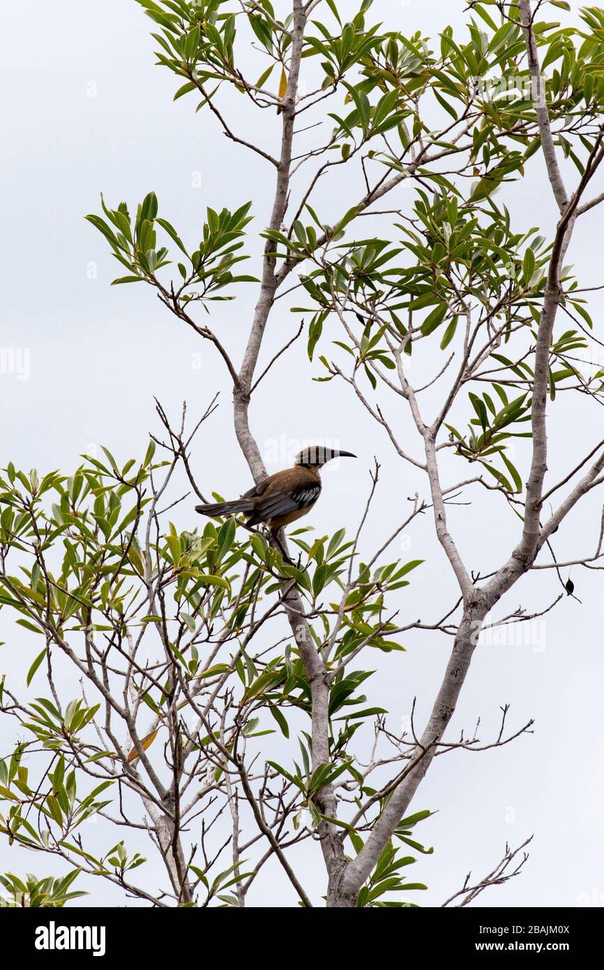 Foto von Neukaledonischem Friarbird an einem Baum Stockfoto