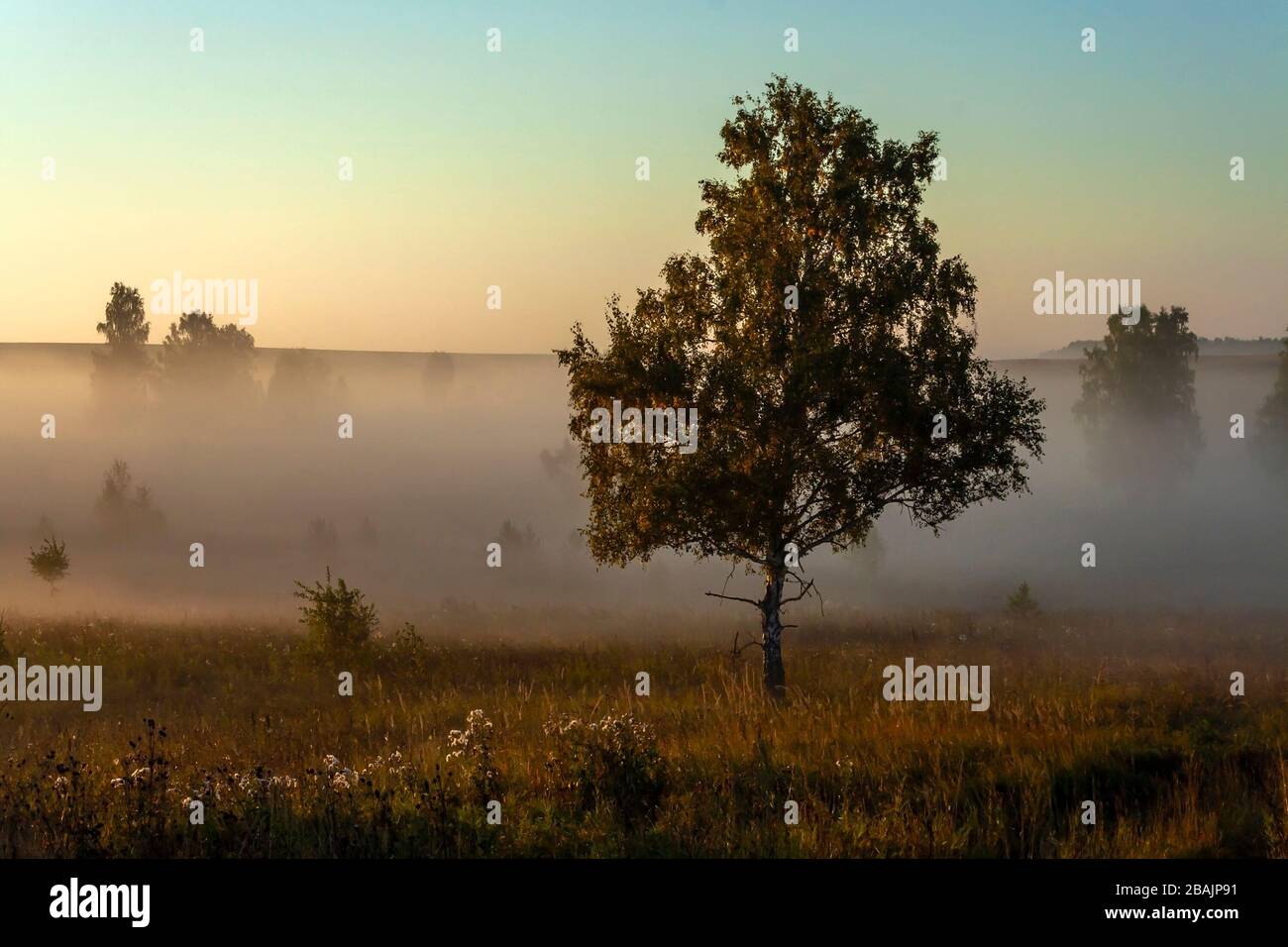 Birke Brachland im Morgennebel, im Spätsommer Stockfoto