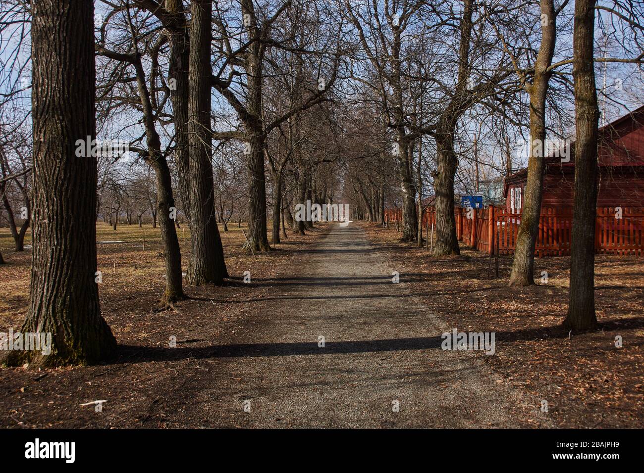 Ein von Lindenbäumen umgebener schmutziger Fußweg. An den Rändern des Pfades verdorrte Gras im letzten Jahr. Mancherorts sieht man den Schnee Stockfoto