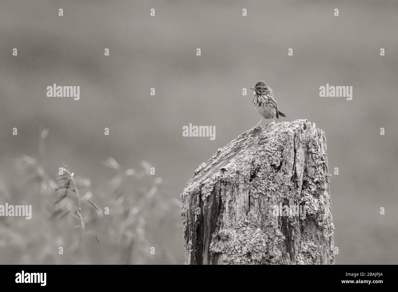 Schwarz-Weiß-Foto von Savannah Sparrow auf Stumpf im Feld Stockfoto