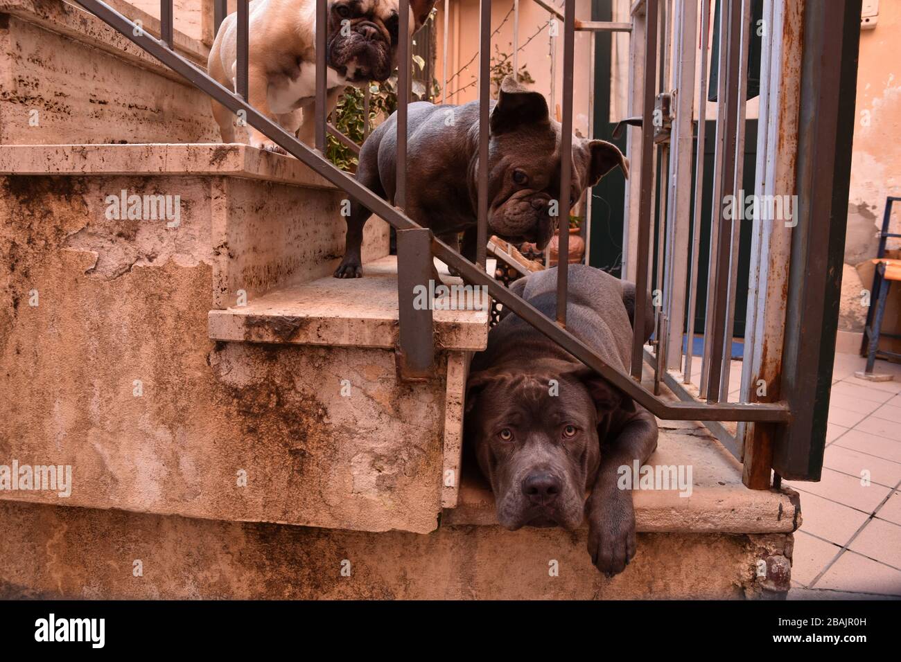 Eine Familie von Hunden im Garten eines Hauses in Italien Stockfoto