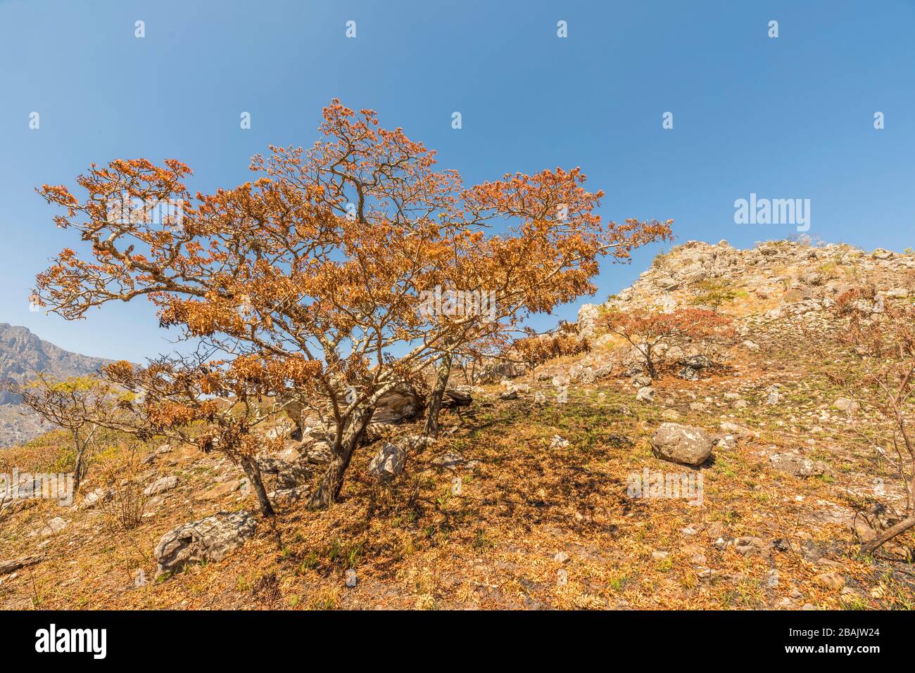 Das blühende Msasa's, das in den Chimanimani-Bergen Simbabwes zu sehen ist. Stockfoto