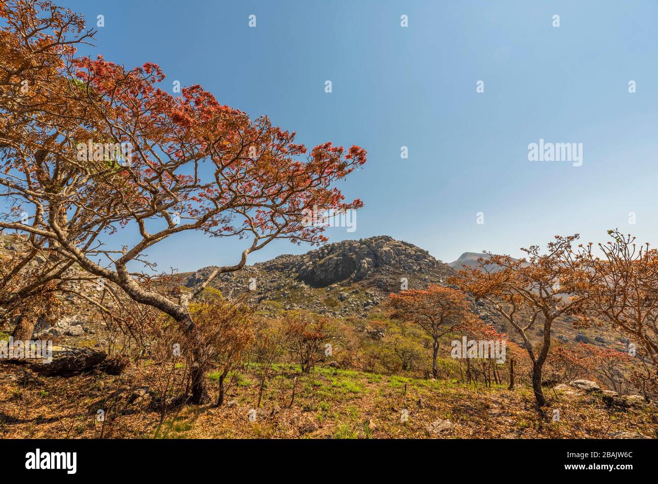 Das blühende Msasa's, das in den Chimanimani-Bergen Simbabwes zu sehen ist. Stockfoto