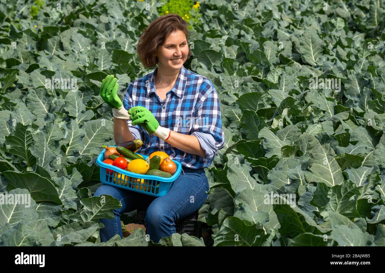 Frau ruht nach der Arbeit auf dem Feld und hält einen Korb mit geerntetem Gemüse. Frau legt Schutzhandschuhe für die Hände an, Frau, die an einem sonnigen Tag auf einem landwirtschaftlichen Feld arbeitet Stockfoto