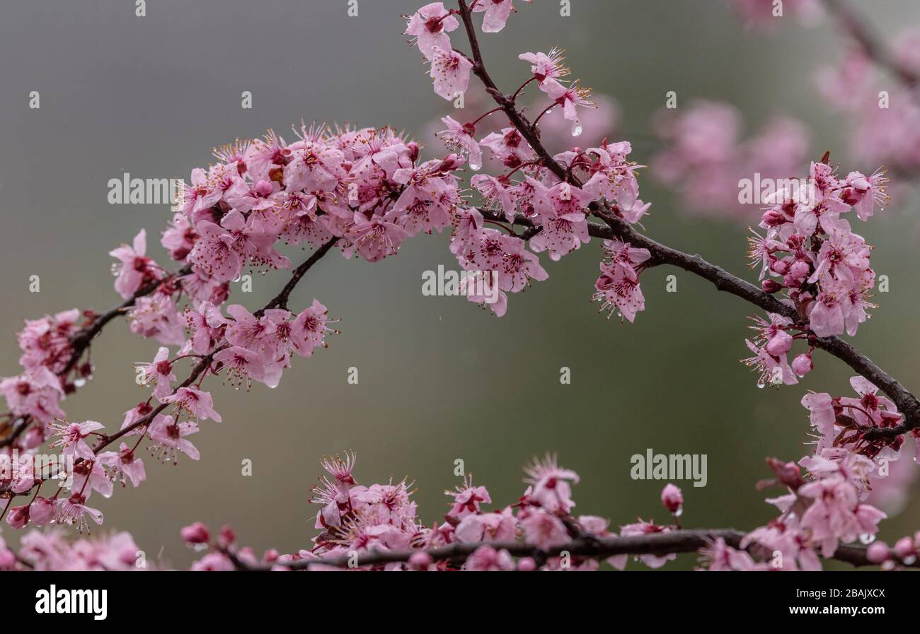 Mandelblüte, Prunus amygdalus, an einem regnerischen Frühlingstag, Griechenland. Stockfoto
