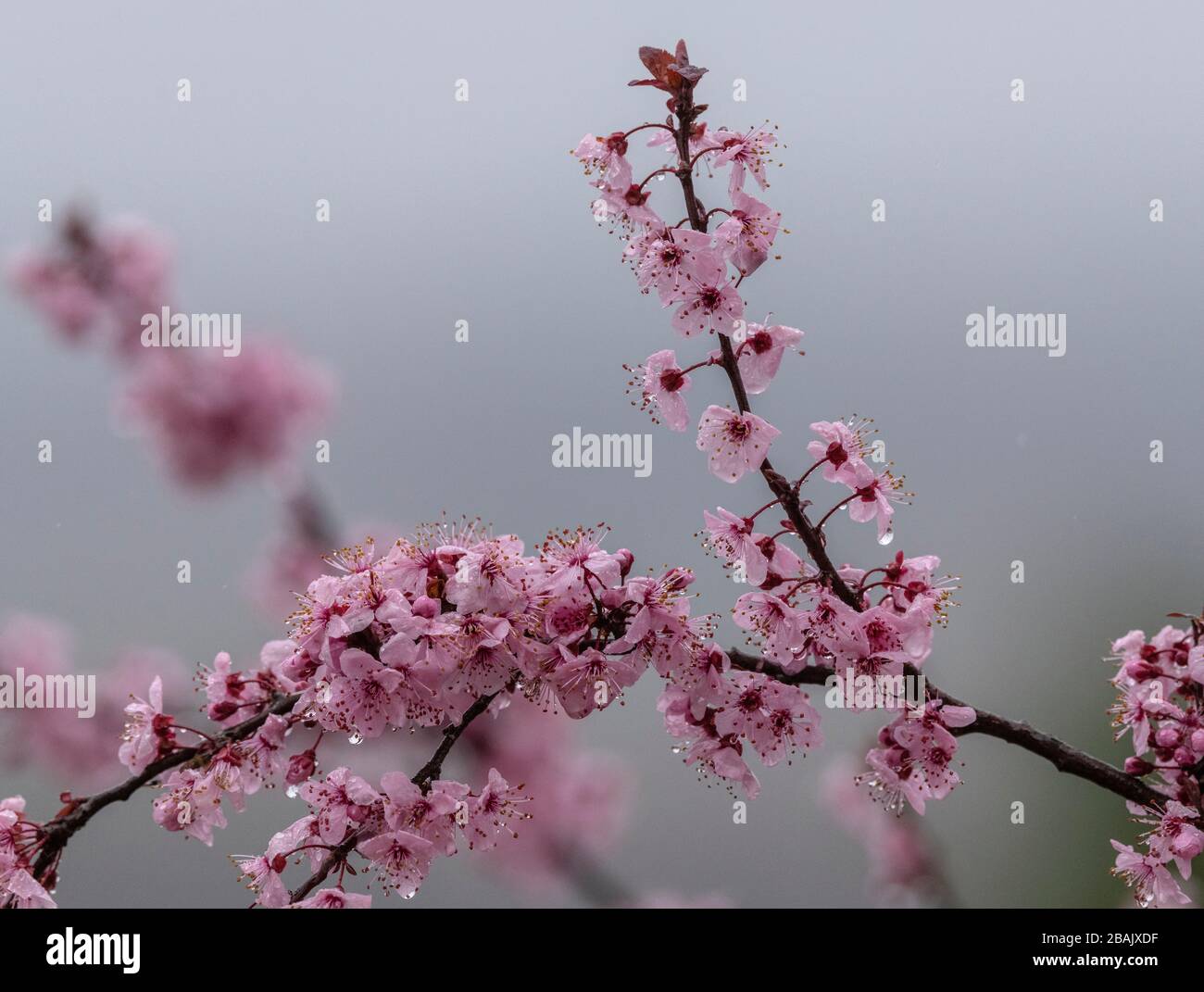 Mandelblüte, Prunus amygdalus, an einem regnerischen Frühlingstag, Griechenland. Stockfoto