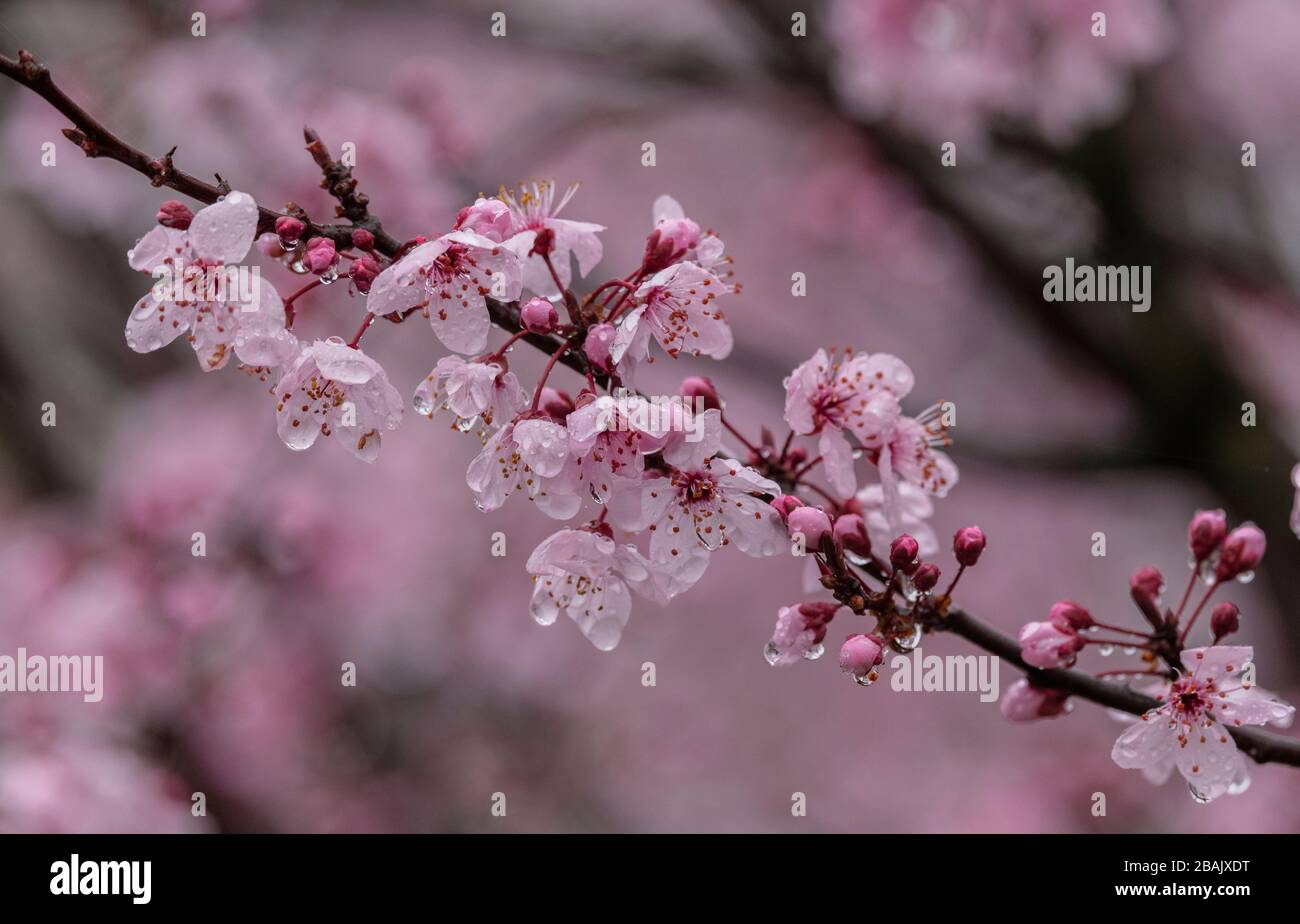 Mandelblüte, Prunus amygdalus, an einem regnerischen Frühlingstag, Griechenland. Stockfoto