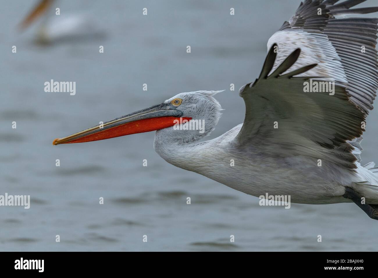 Dalmatiner Pelikan, Pelecanus crispus, im Brutgefiedere, im Flug, am Kerkini-See, Griechenland. Spätwinter. Stockfoto