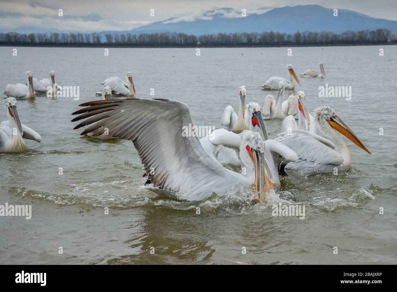 Gruppe der Dalmatiner Pelikane, Pelecanus crispus, in der Fütterung von Raserei, Kampf um Fische, auf Kerkini, Griechenland. Spätwinter. Stockfoto