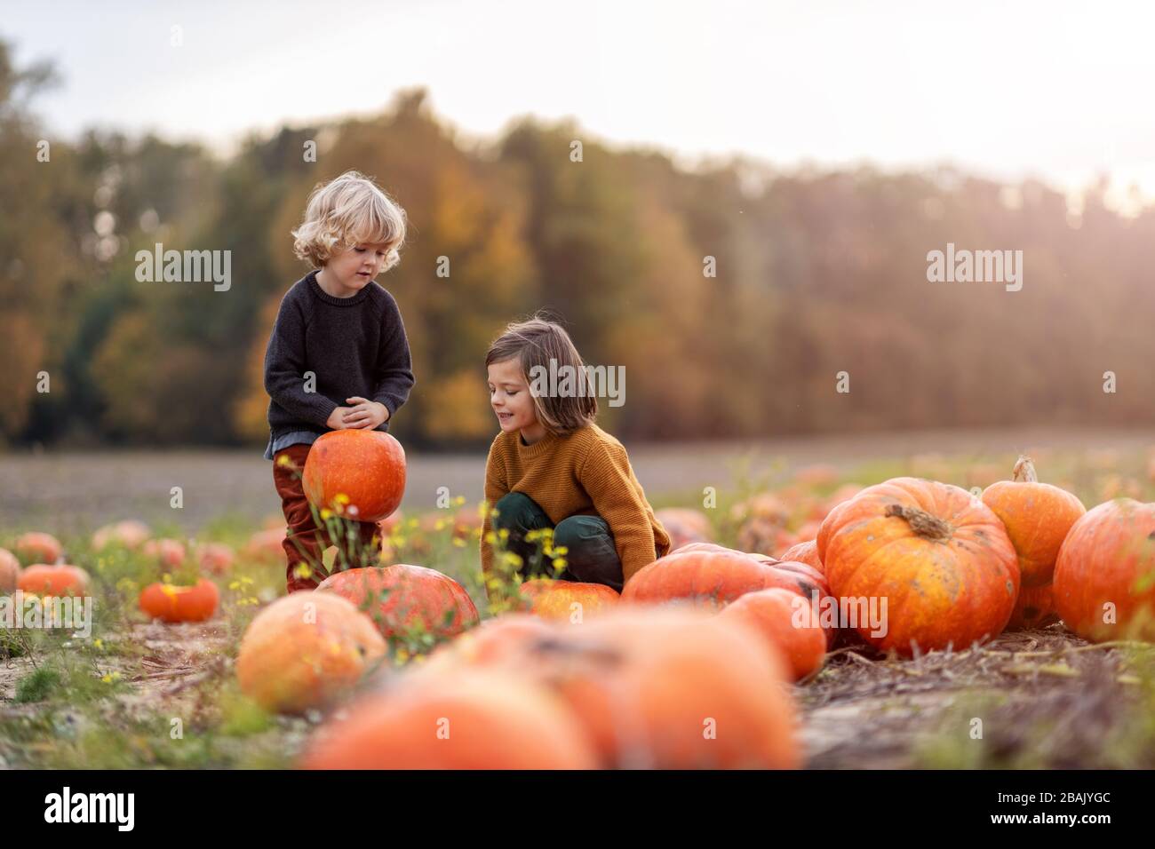 Zwei kleine Jungen haben Spaß in einem Kürbisflecken Stockfoto