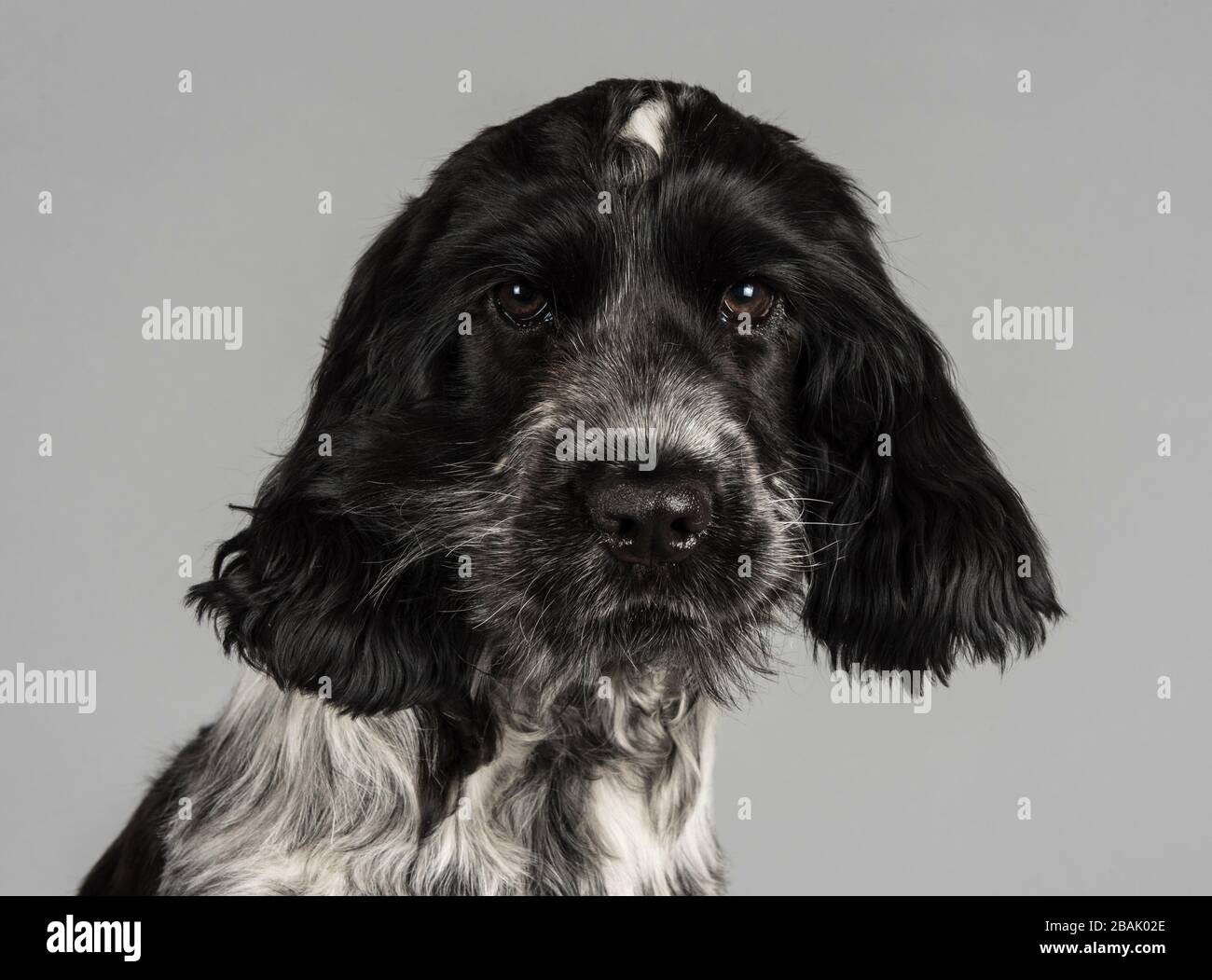 Cocker Spaniel Welpe, Großbritannien. Stockfoto
