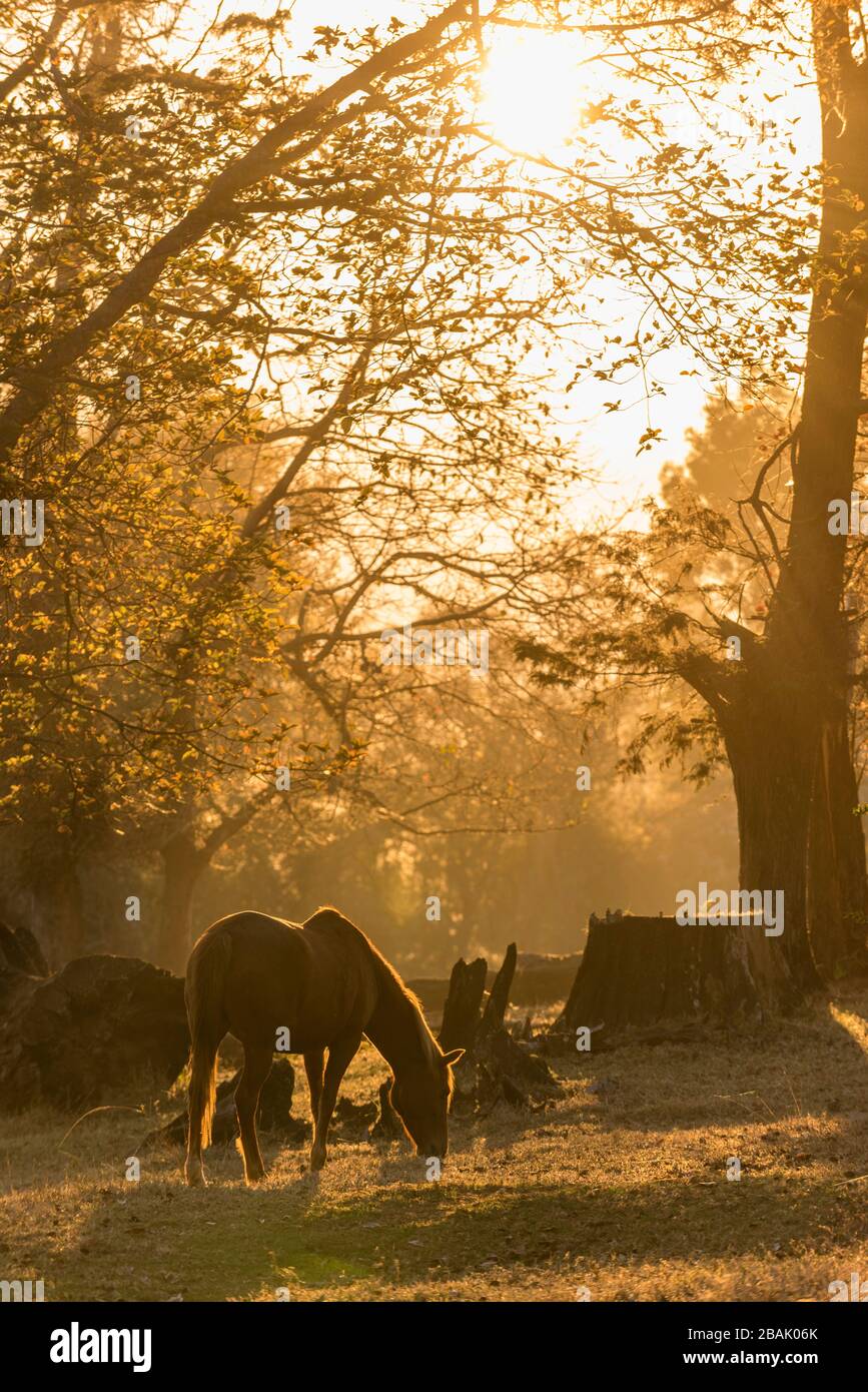 Ein Sonnenuntergang hinter einem grasenden Pferd in Simbabwe. Stockfoto
