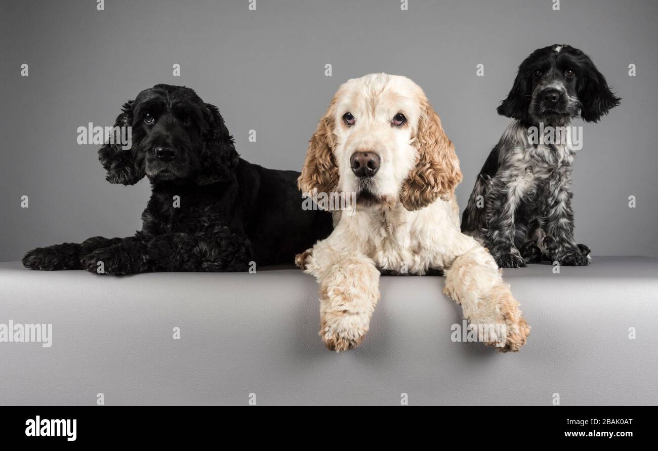 Hunde, Großbritannien. Stockfoto