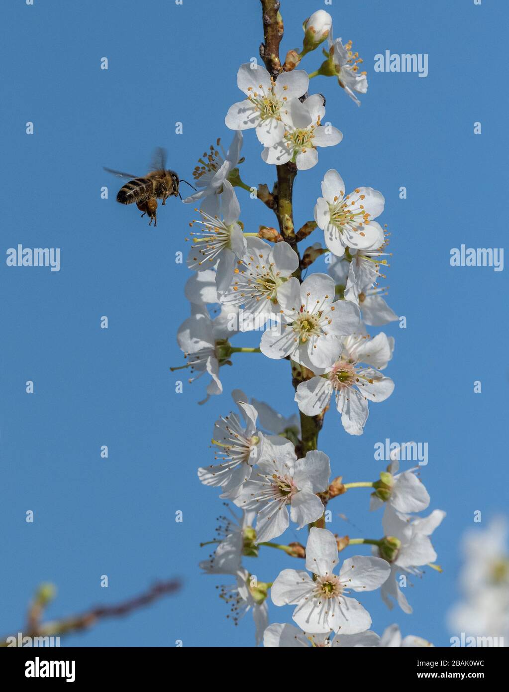 Honigbiene besucht Blumen der wilden Pflaume im Frühjahr. Stockfoto