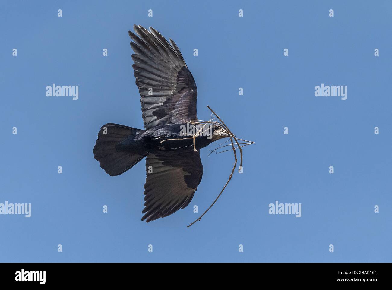 Rook, Corvus frugilegus, bringt Stock für den Nestbau bei Rookery ein. Stockfoto