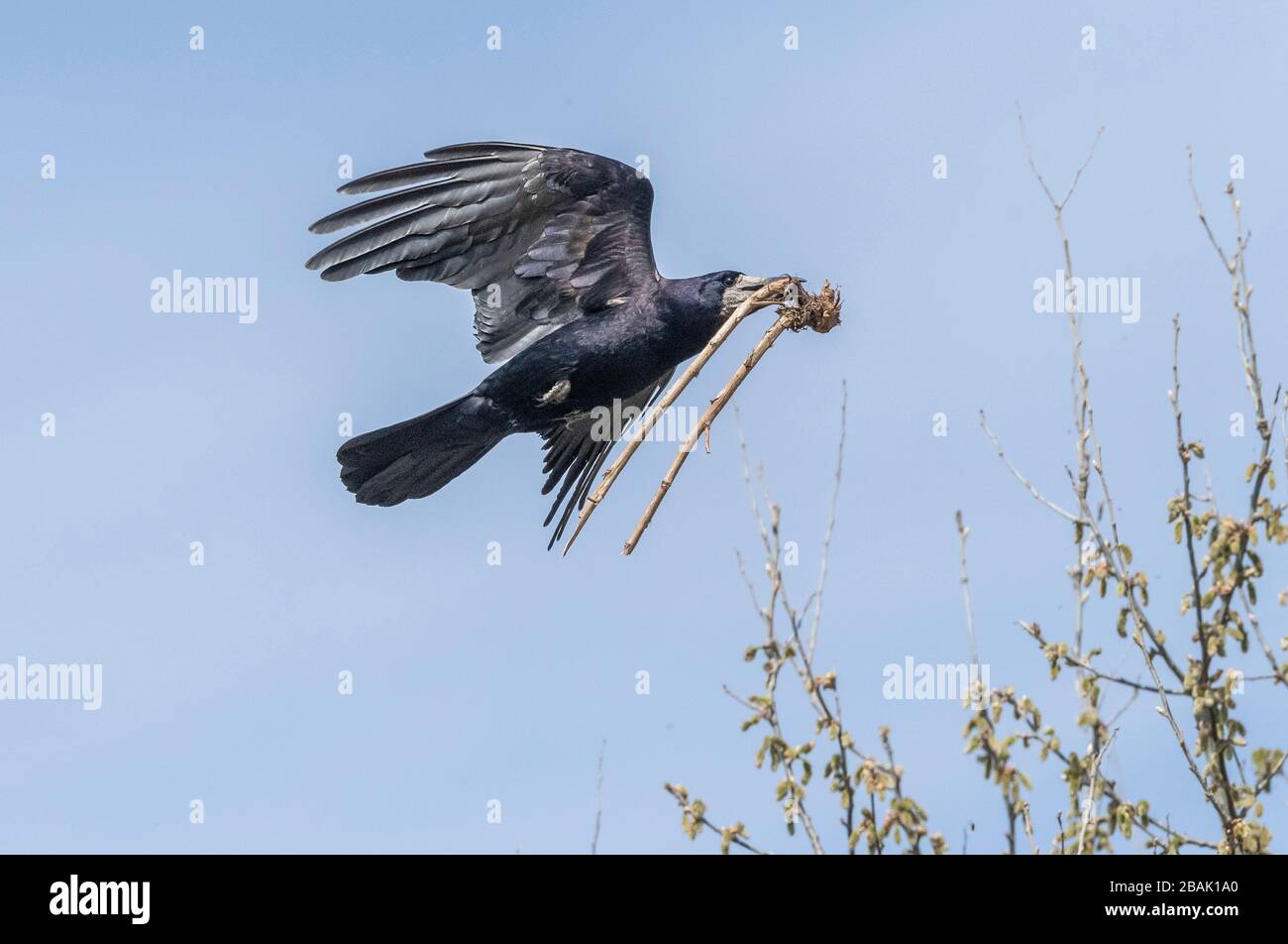 Rook, Corvus frugilegus, bringt Stock für den Nestbau bei Rookery ein. Stockfoto