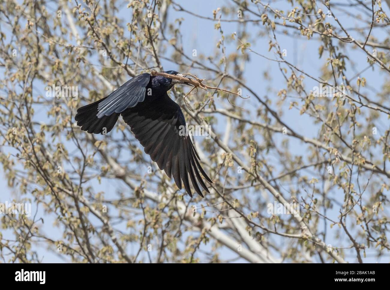 Rook, Corvus frugilegus, bringt Stock für den Nestbau bei Rookery ein. Stockfoto
