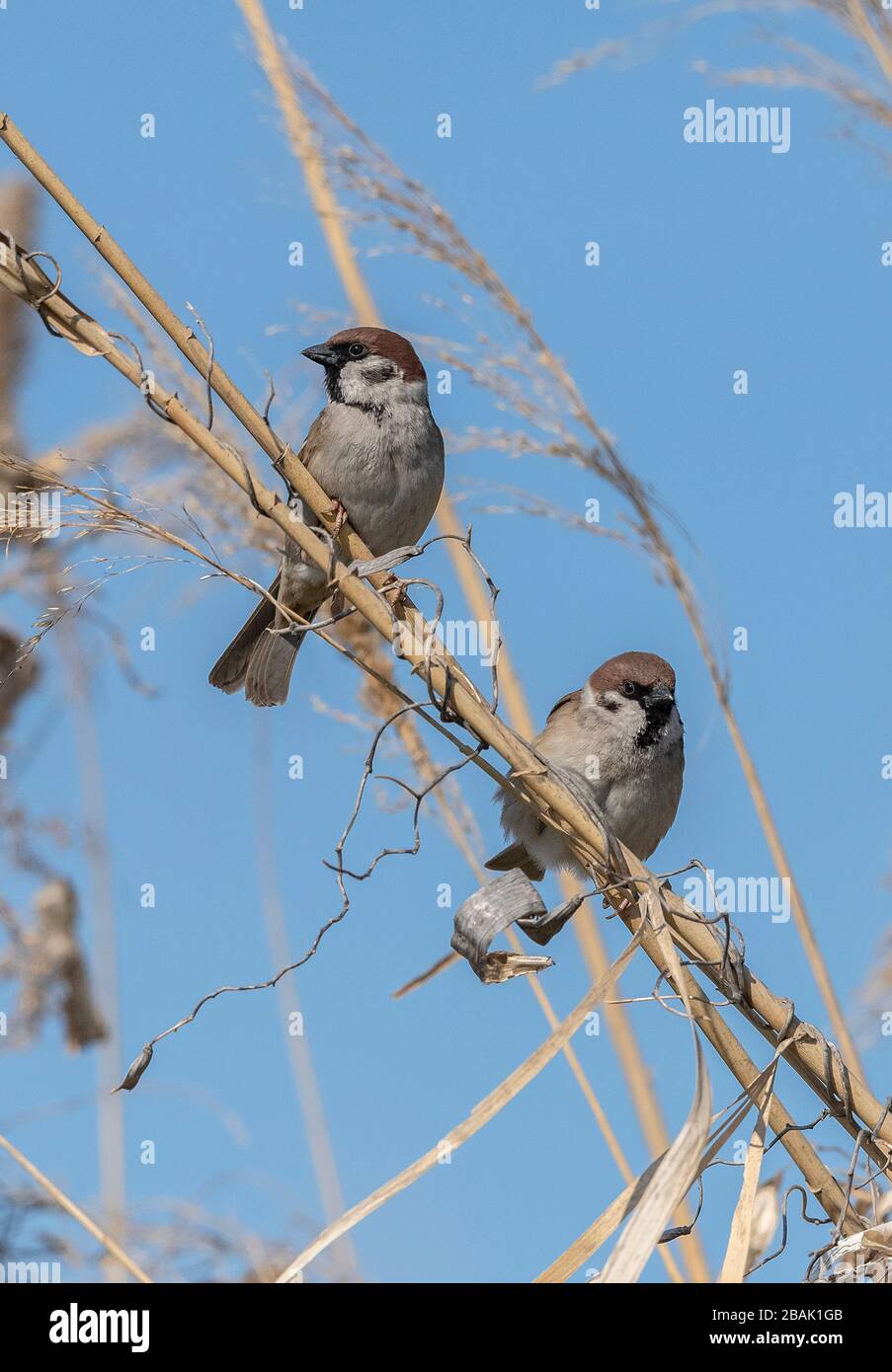 Baumsparrows, Passer montanus, thronen zwischen Schilf. Stockfoto