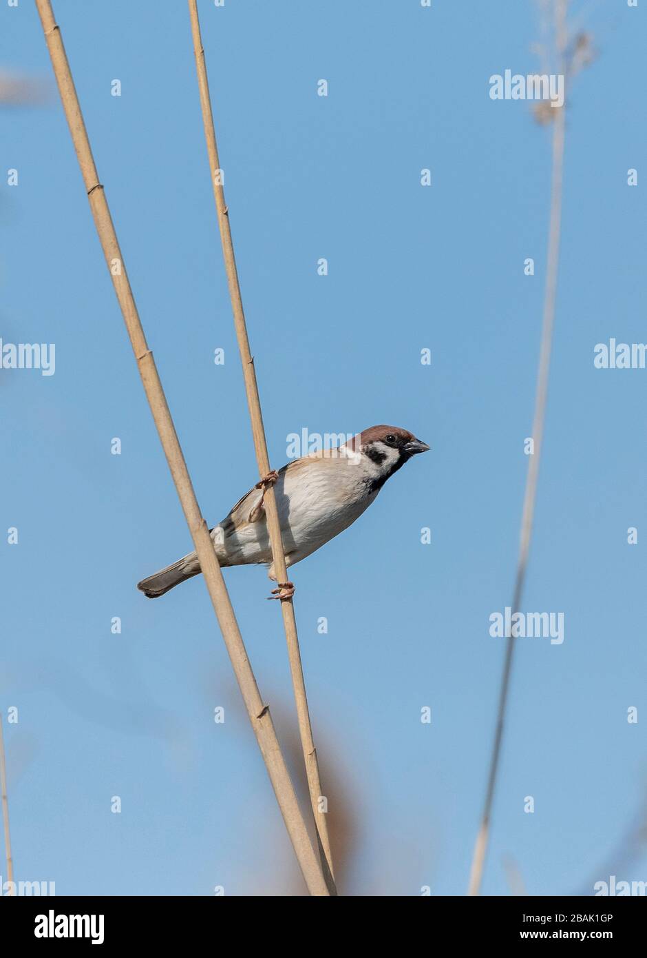Baumsparrow, Passer montanus, thront auf einem Schilf. Stockfoto