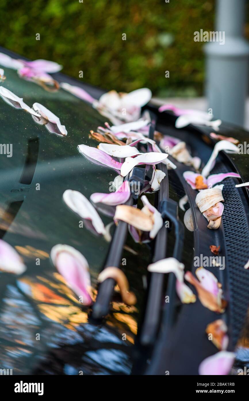 Mehrere magnolienblätter auf der Windschutzscheibe eines Autos auf dem Parkplatz - Feder ist in der Luft, Stockfoto