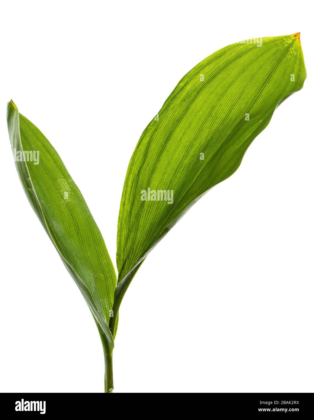 Grüne leafы der Lilie des Tals, lat. Convallaria majalis, isoliert auf Weiß Stockfoto