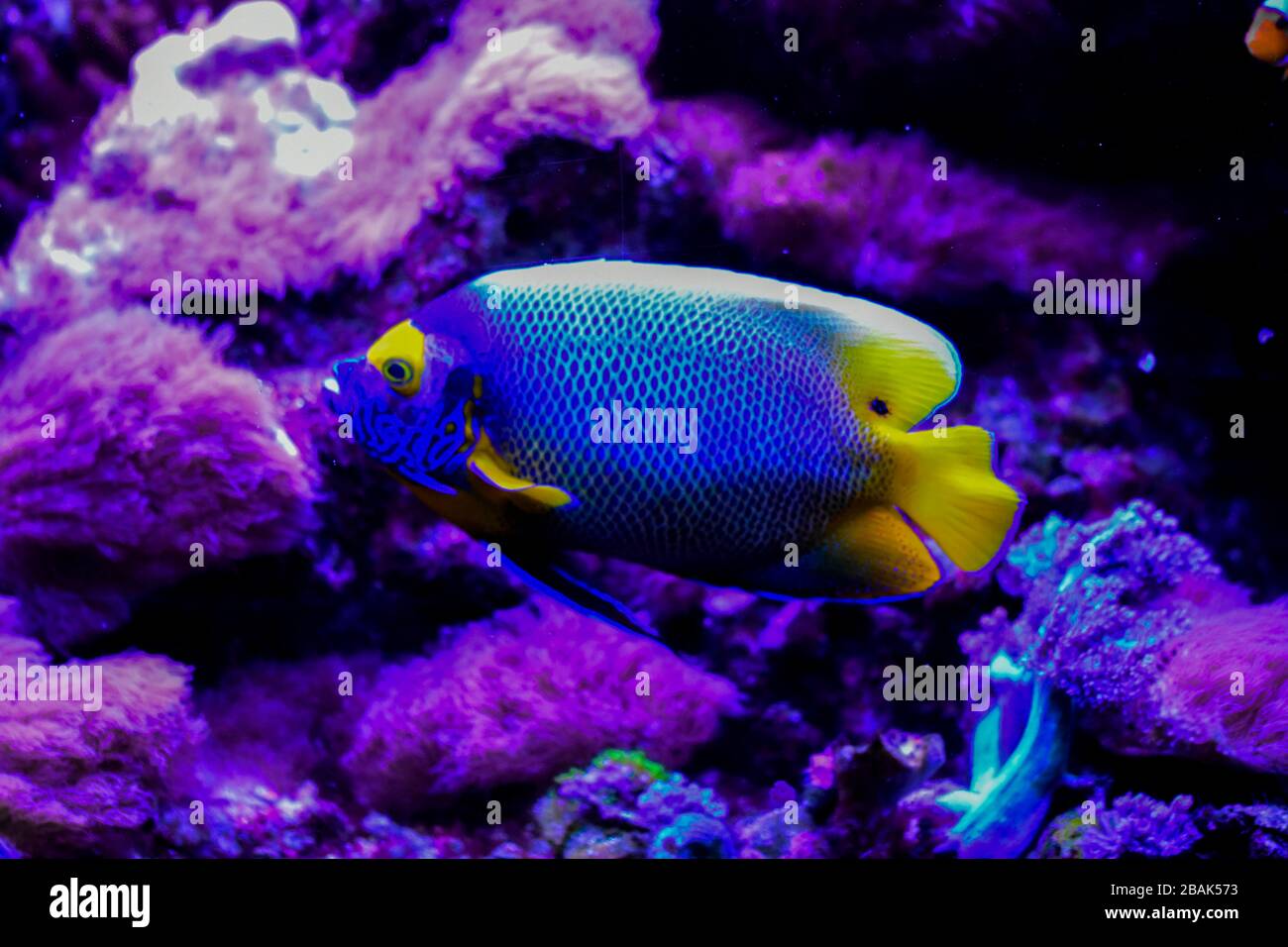 Pomacanthus xanthometopon, der Blauflügelfisch oder der Gelbgesangangelfisch aus dem Indopazifik Stockfoto
