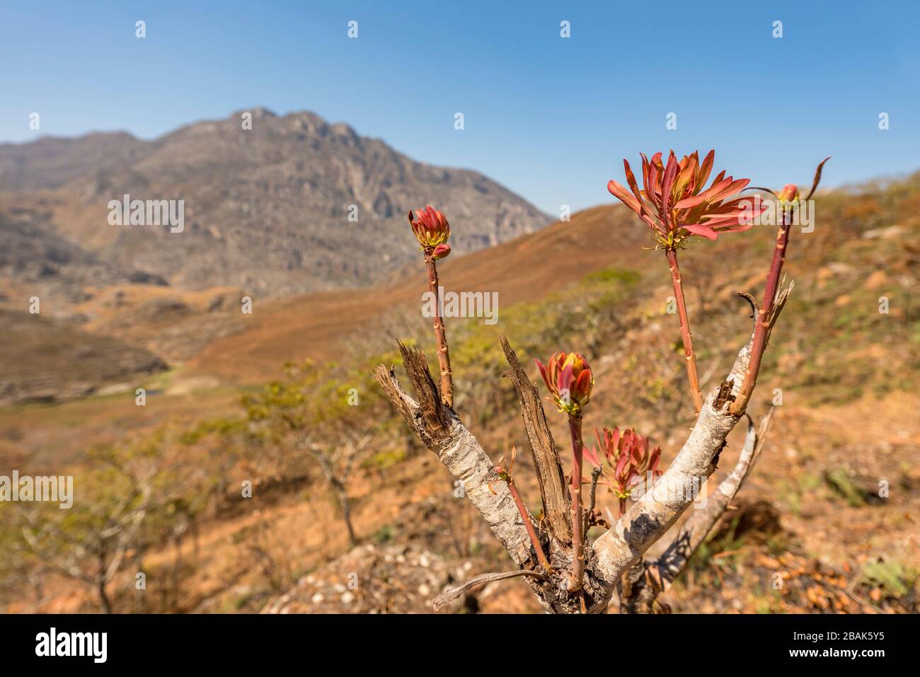Das blühende Msasa's, das in den Chimanimani-Bergen Simbabwes zu sehen ist. Stockfoto