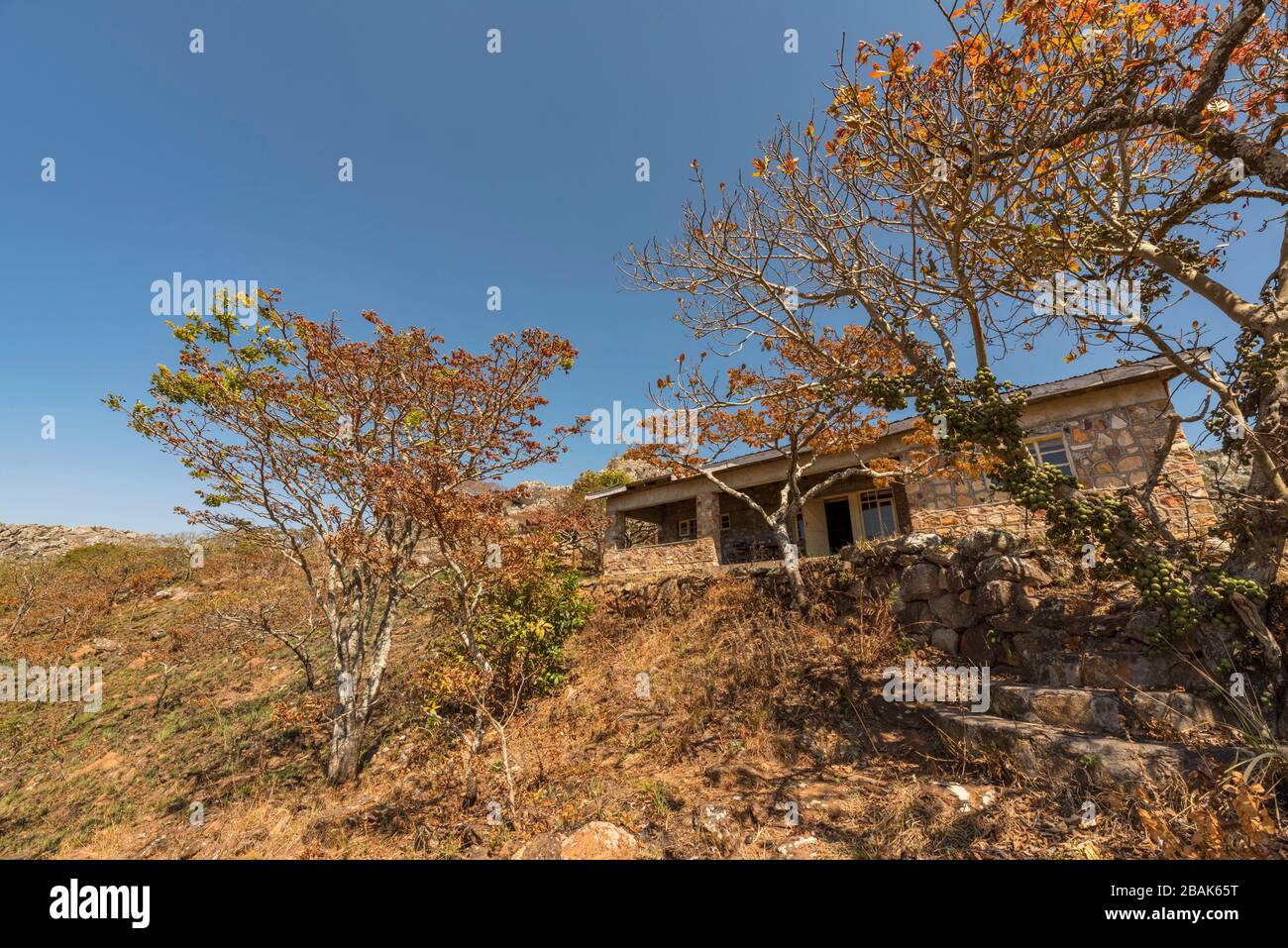 Das blühende Msasa's, das in den Chimanimani-Bergen Simbabwes zu sehen ist. Stockfoto