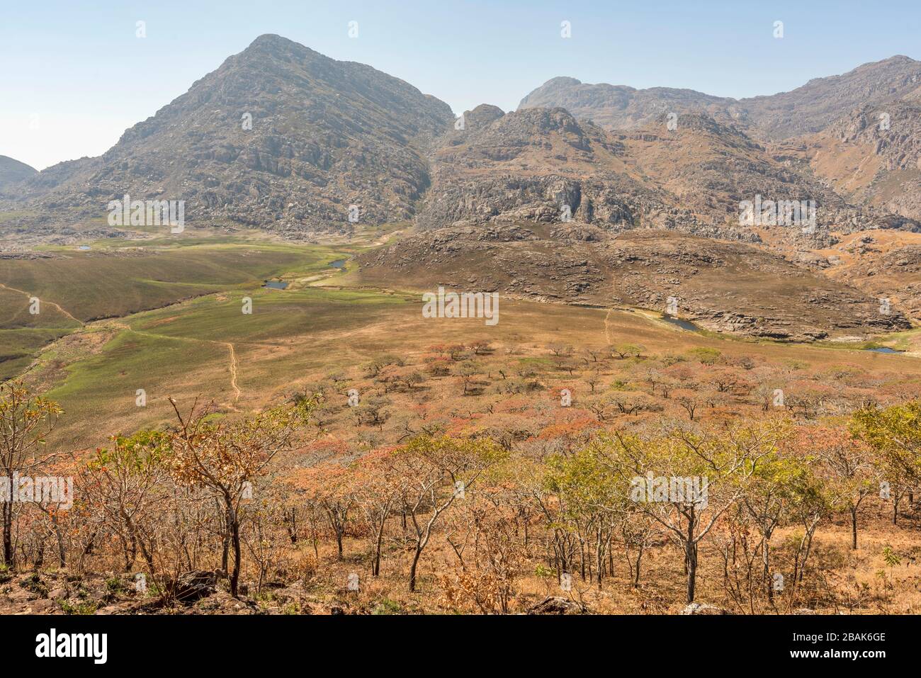 Das blühende Msasa's, das in den Chimanimani-Bergen Simbabwes zu sehen ist. Stockfoto