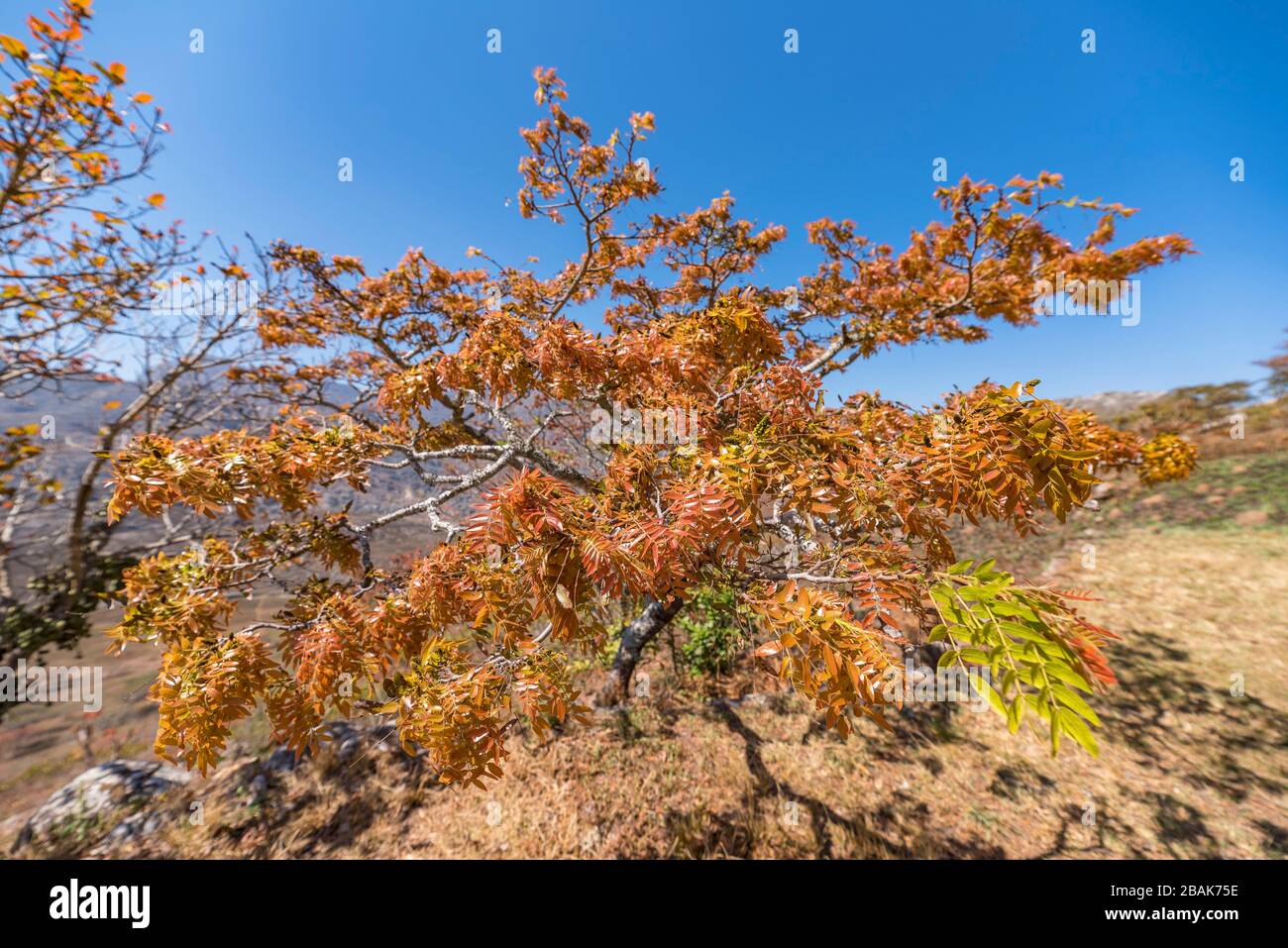 Das blühende Msasa's, das in den Chimanimani-Bergen Simbabwes zu sehen ist. Stockfoto