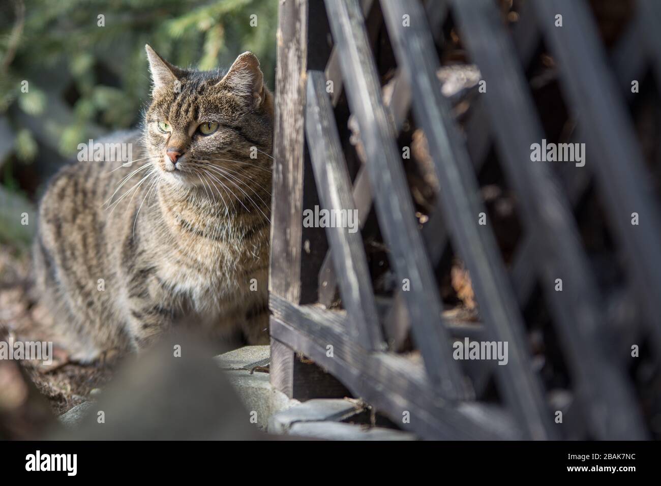 Graue Tabby-Katze mit Sitz hinter einem Gartenschuppen Stockfoto
