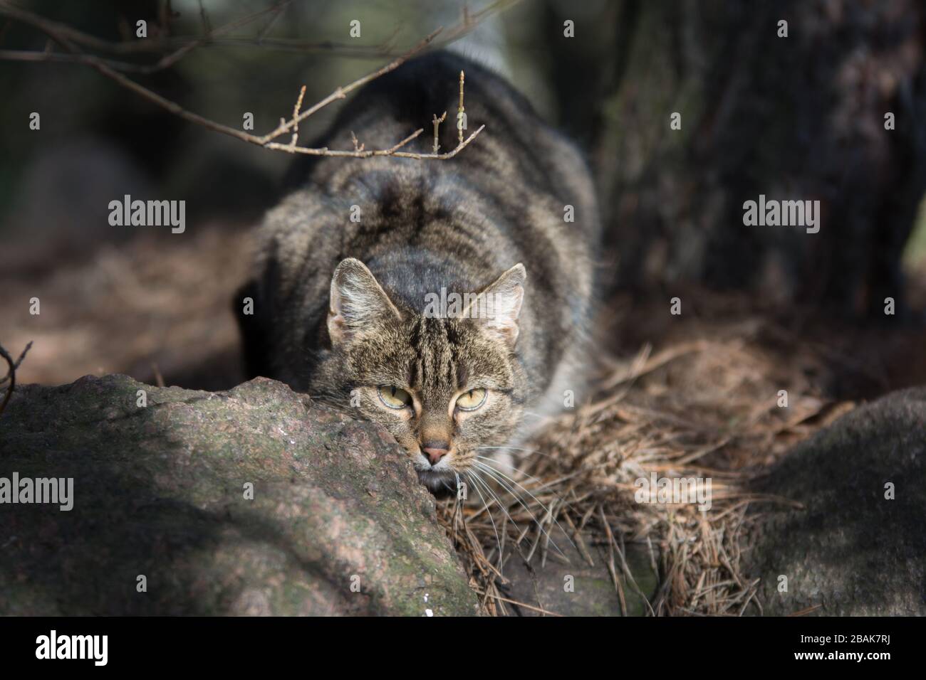 Graue Tabby-Katze lauert in einem Wald hinter einem Stein Stockfoto