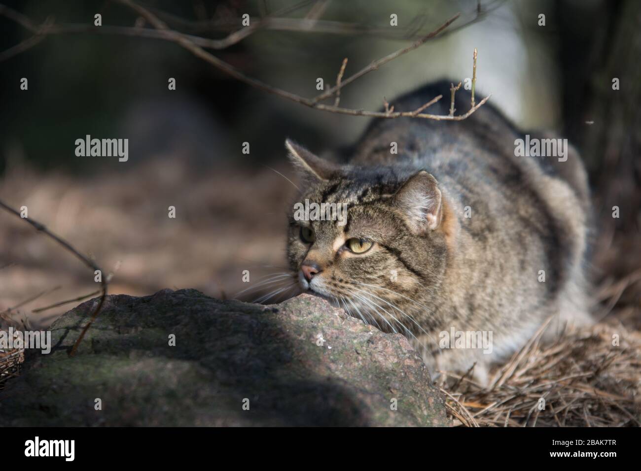 Graue Tabby-Katze lauert in einem Wald hinter einem Stein, wachsam, aufmerksam Stockfoto