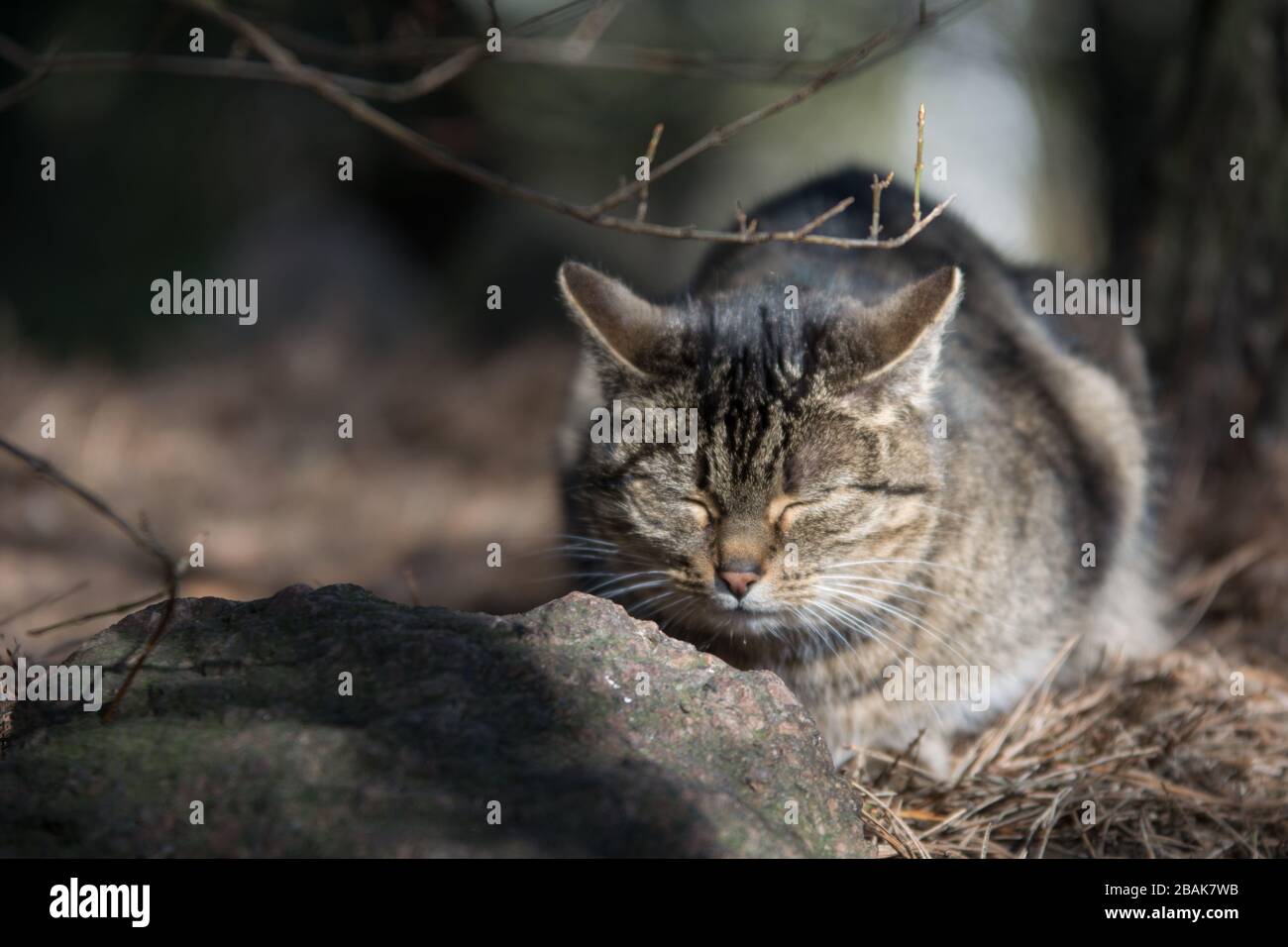 Graue Tabby-Katze, die in einem Wald hinter einem Stein ruht - Kopieraum Stockfoto