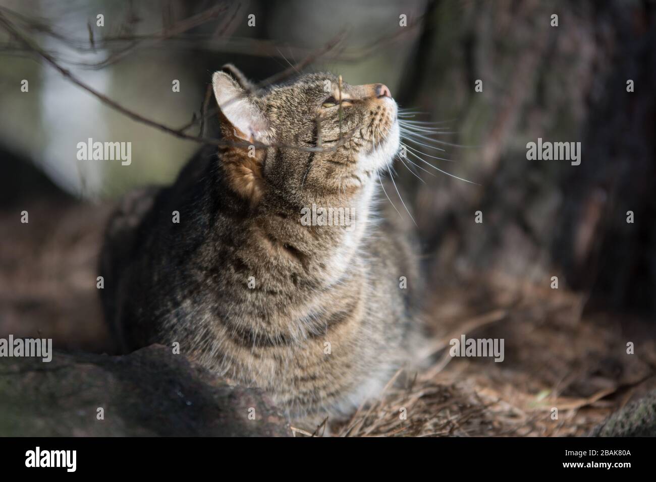 Graue Tabbykatze in einem Wald, der einen Stein bebt, nach oben blickt Stockfoto