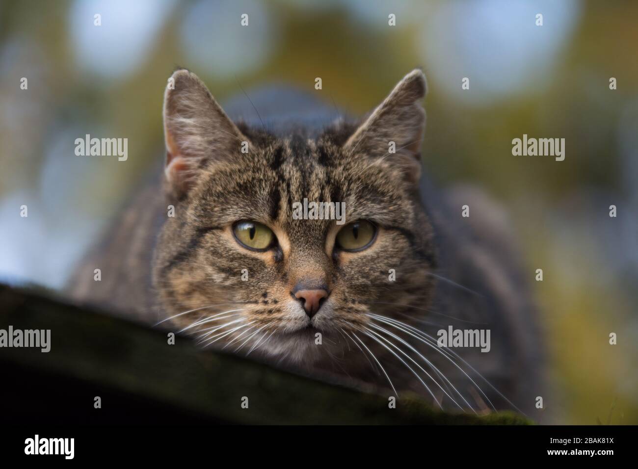 Nahaufnahme eines aufgesprühten Tabby-Katzens, der etwas beobachtet Stockfoto