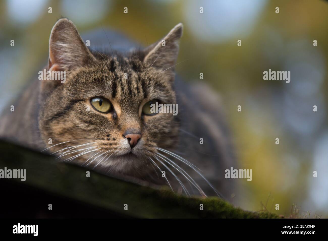 Nahaufnahme eines aufgesprühten Tabby-Katzens, der etwas beobachtet - Kopierbereich Stockfoto