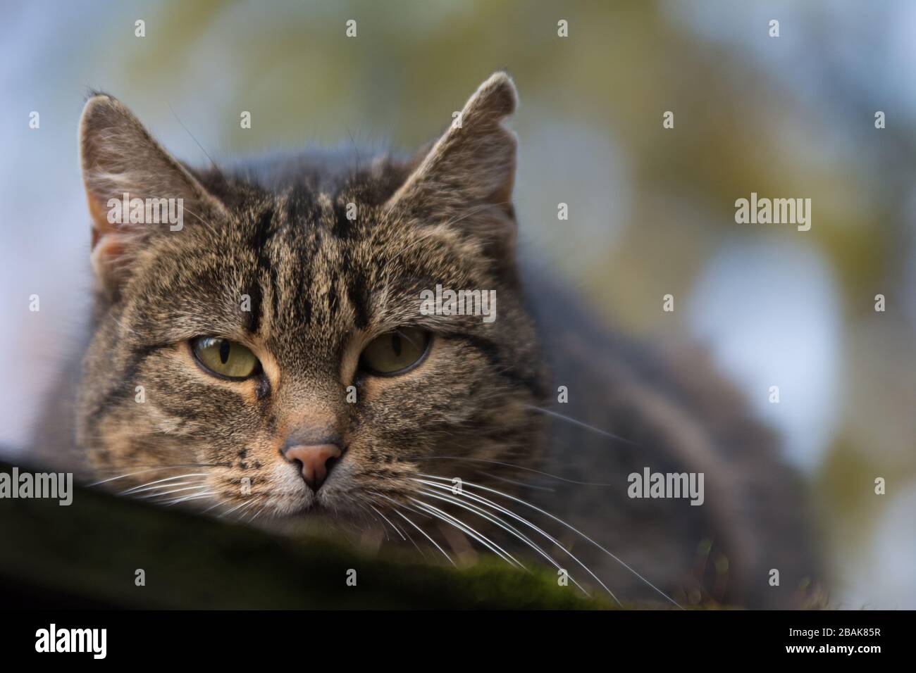 Nahaufnahme einer besprühten Tabby-Katze mit einer einschneidig wirkenden Narbe auf dem Ohr, die direkt in die Kamera blickt - Kopierraum Stockfoto
