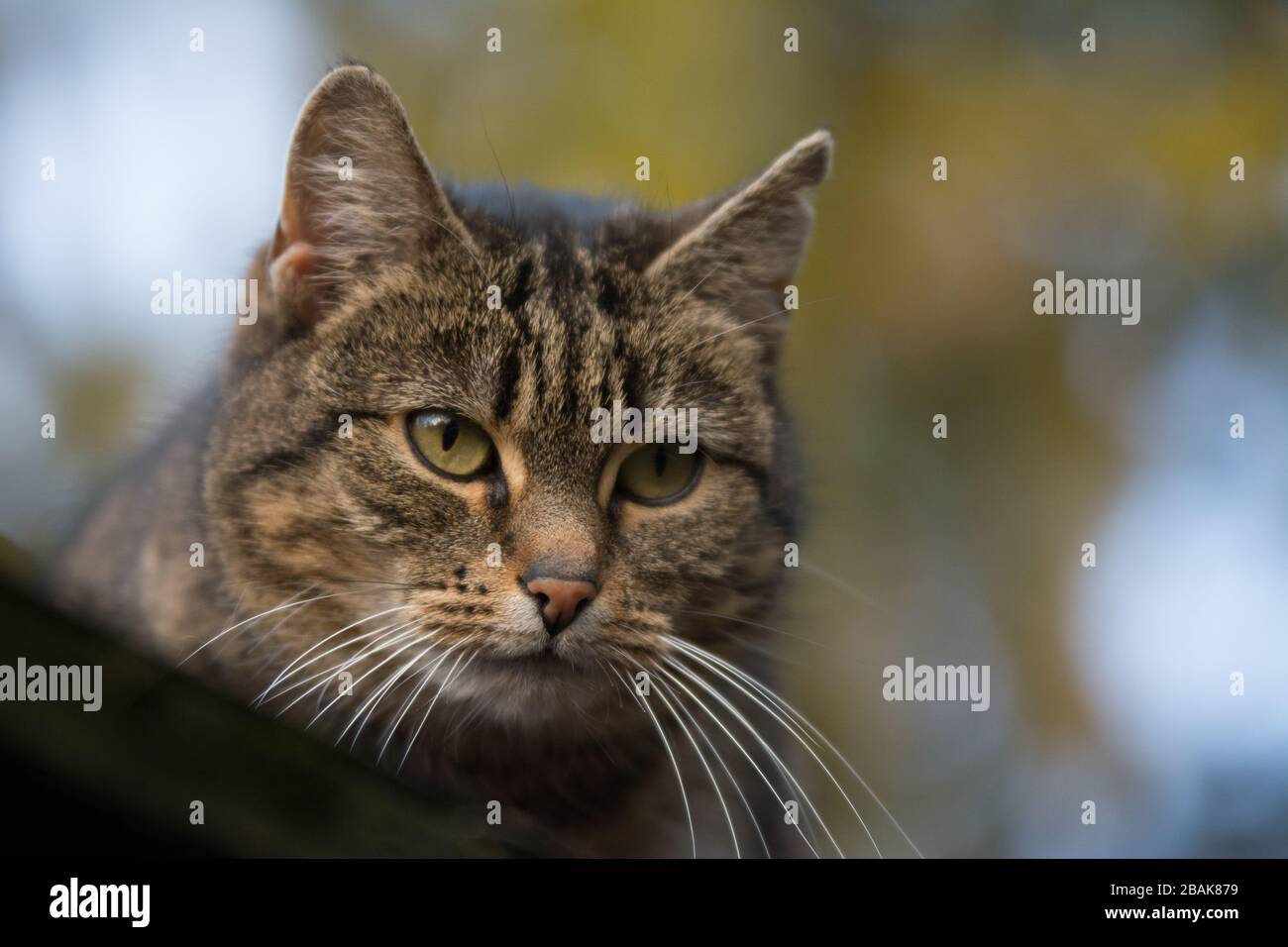 Nahaufnahme einer besprühten Tabby-Katze mit einer Einschnittnarbe auf dem Ohr, die etwas beobachtet - kopiere Raum Stockfoto