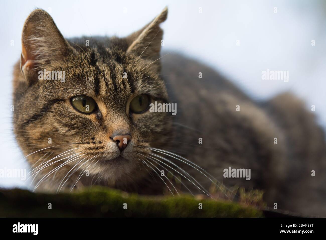 Nahaufnahme einer besprühten Tabby-Katze mit einer einschneidig wirkenden Narbe auf dem Ohr, die nach rechts blickt - Kopierraum Stockfoto