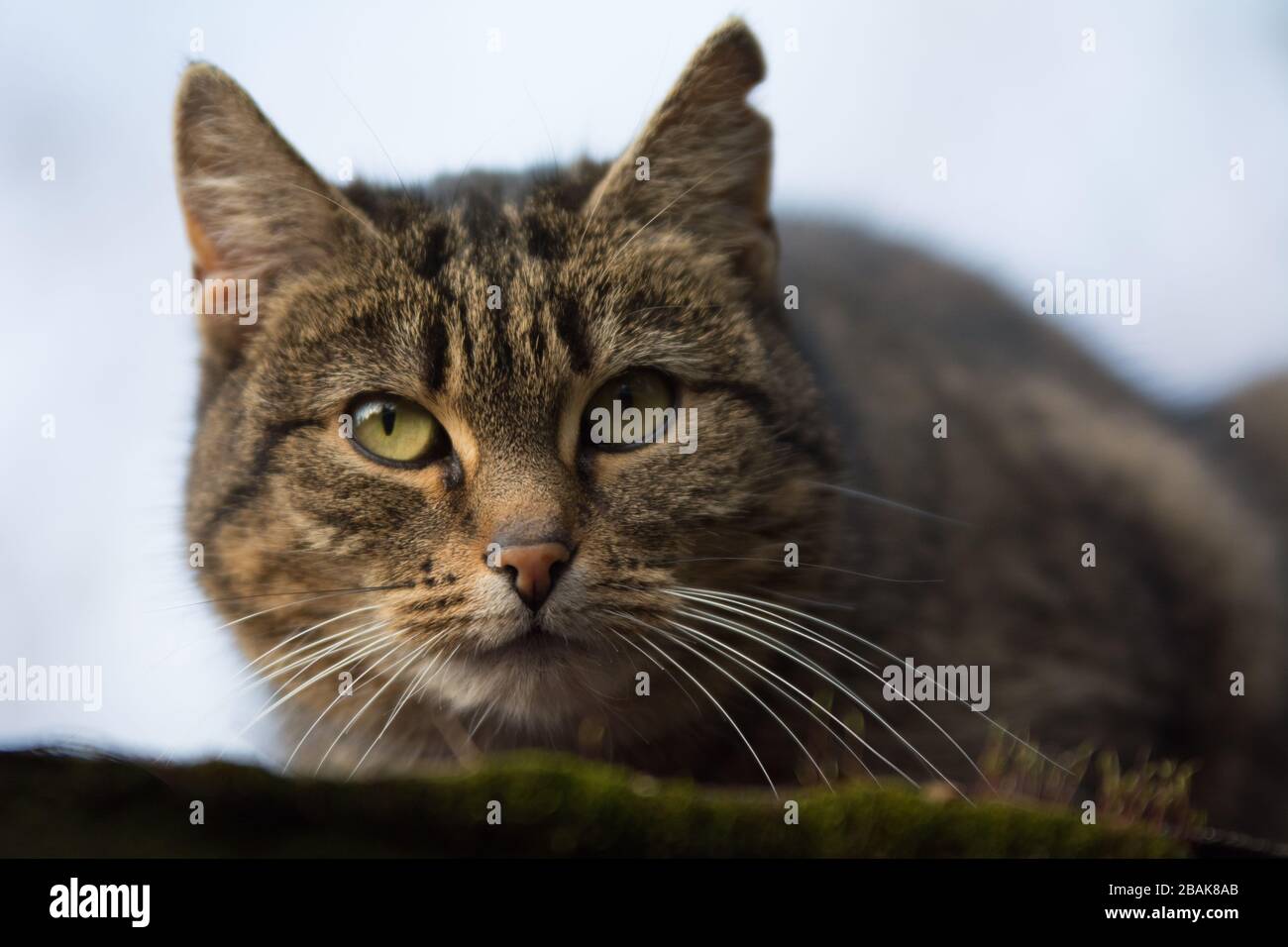 Nahaufnahme einer besprühten Tabby-Katze mit einer einschneidig wirkenden Narbe auf dem Ohr, die in die Kamera blickt - Kopierraum Stockfoto