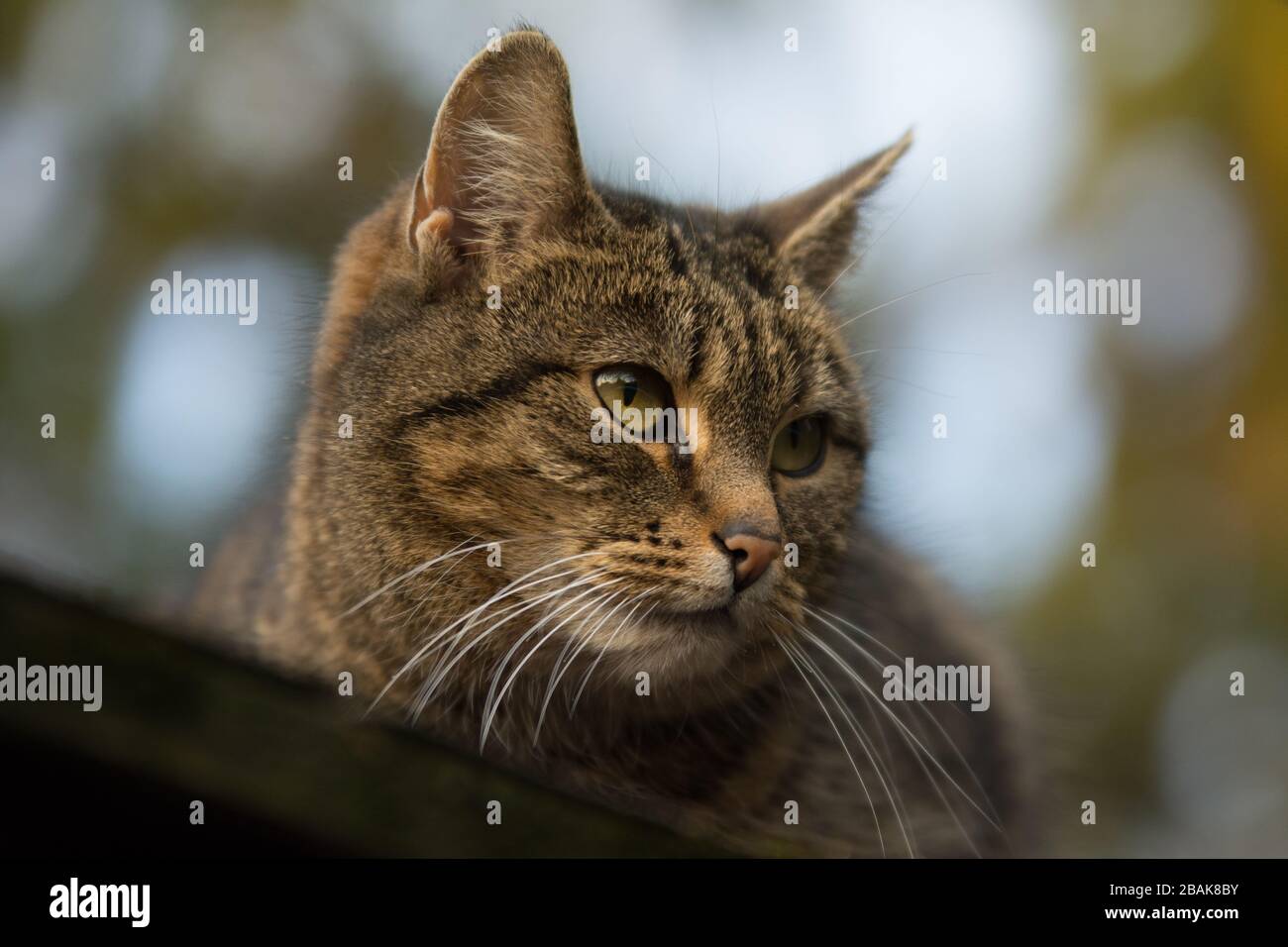 Nahaufnahme einer besprühten Tabby-Katze mit einer Einschnittnarbe auf dem Ohr, die nach rechts blickt Stockfoto