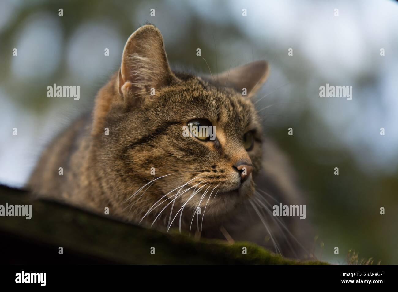 Nahaufnahme einer besprühten Tabby-Katze mit einer Einschnittnarbe auf dem Ohr, die etwas beobachtet Stockfoto