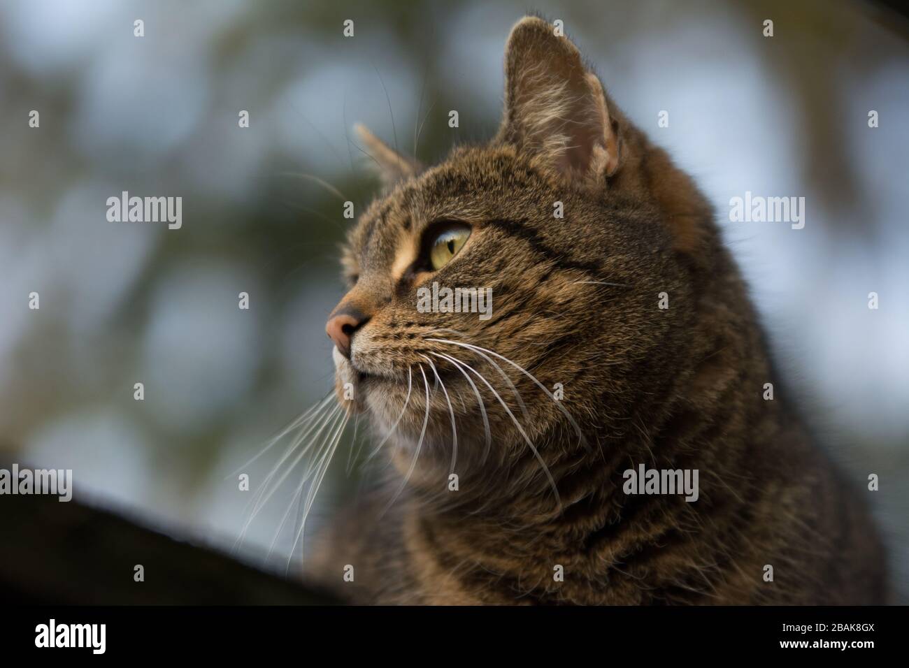 Nahaufnahme einer grau gestreiften Tabby-Katze, die nach links blickt Stockfoto