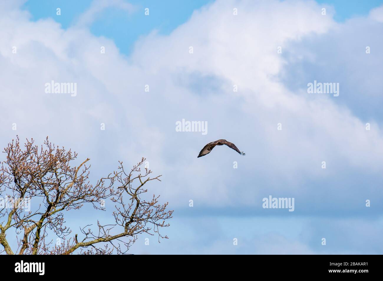 Bussard fliegt von einem Baum mit Frühlings Knospen, East Lothian, Schottland, Großbritannien Stockfoto