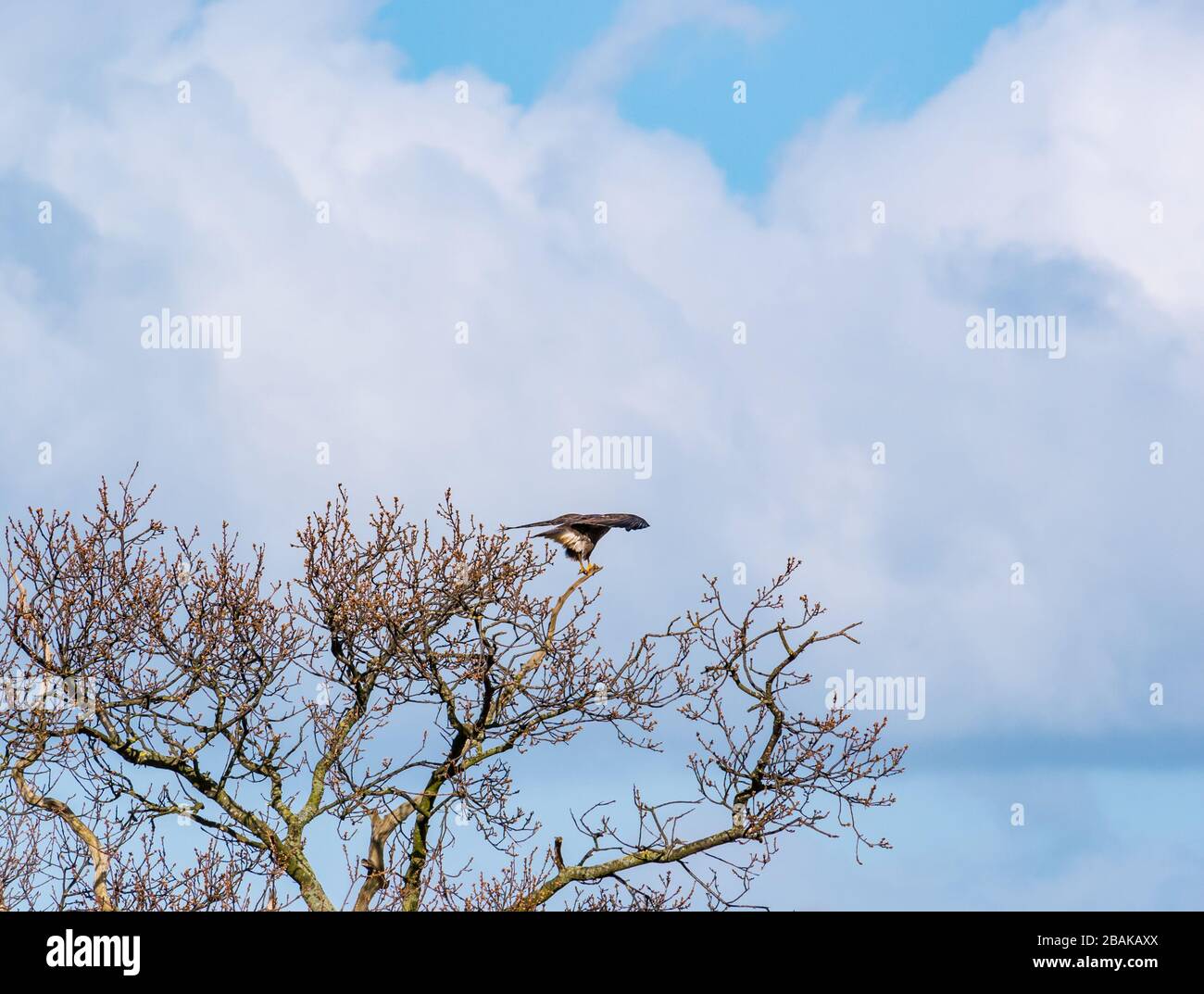 Bussard fliegt von einem Baum mit Frühlings Knospen, East Lothian, Schottland, Großbritannien Stockfoto